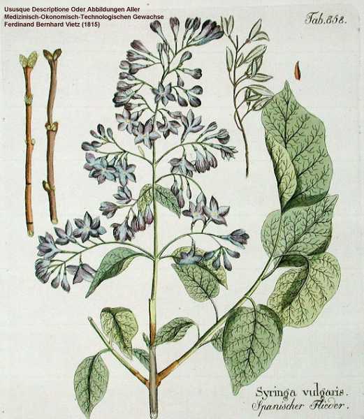 Syringa vulgaris image