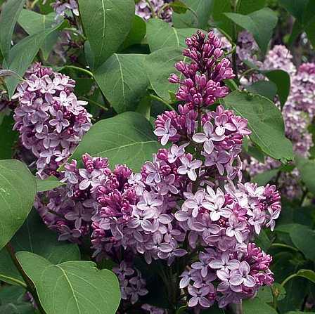 Syringa vulgaris image