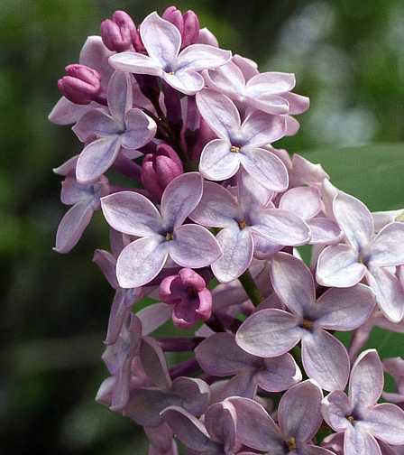 Oleaceae image