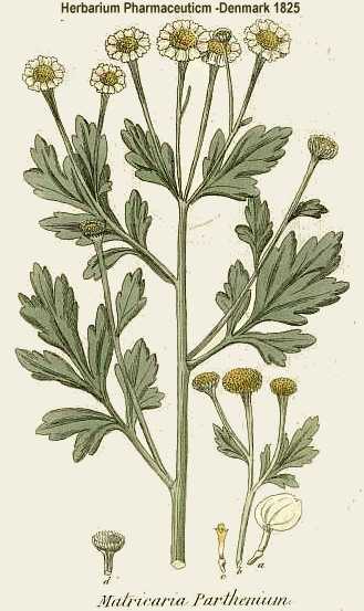 Tanacetum parthenium image