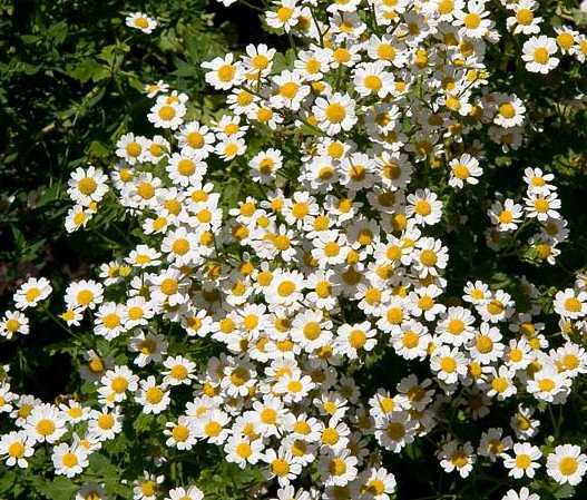 Tanacetum parthenium image