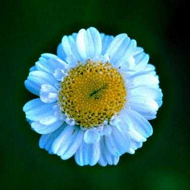 Tanacetum parthenium image