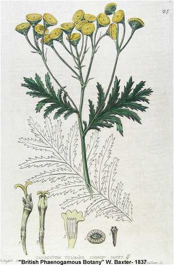 Tanacetum vulgare image