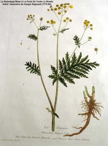 Tanacetum vulgare image