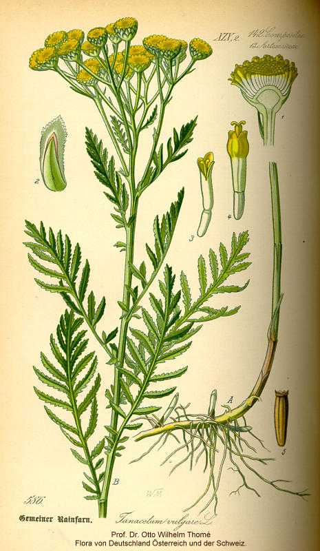 Tanacetum vulgare image