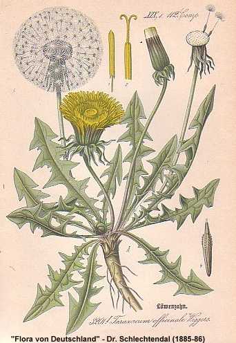 Taraxacum officinale image