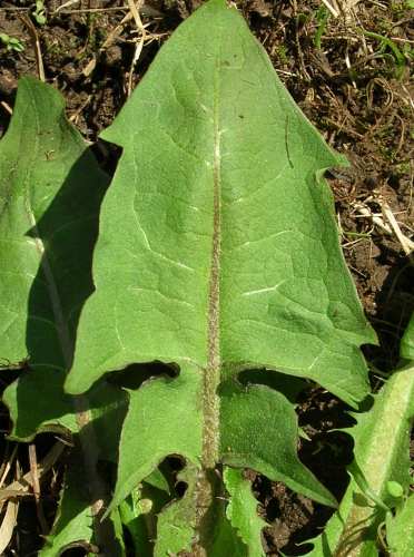Taraxacum officinale image