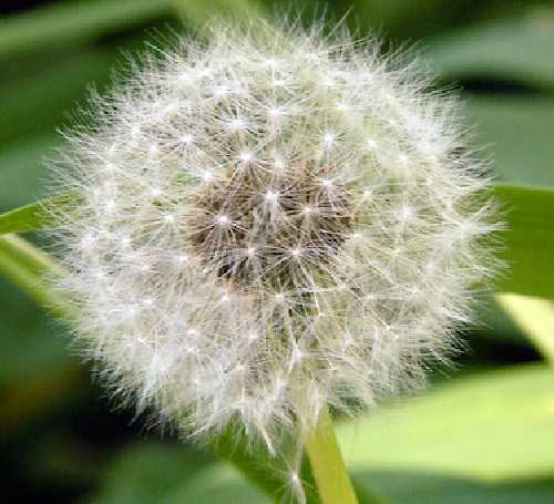 Taraxacum officinale image