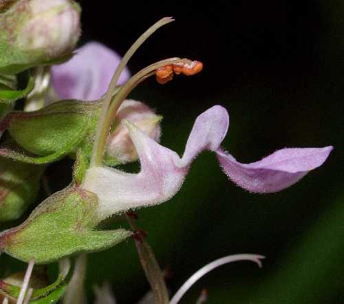 Teucrium canadense image