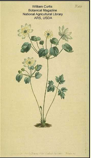 Thalictrum thalictroides image