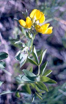 Thermopsis rhombifolia image