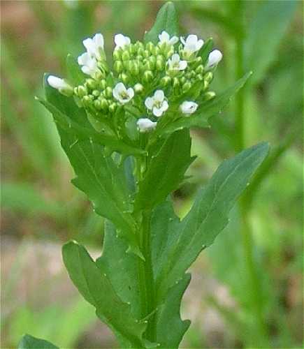 Thlaspi arvense image