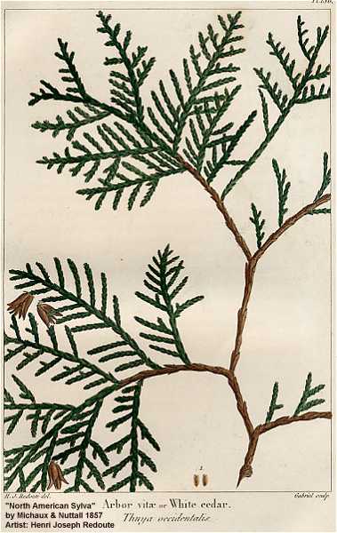 Thuja occidentalis image
