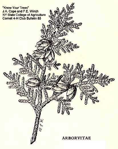 Thuja occidentalis image