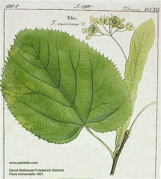 Tilia americana var. americana image