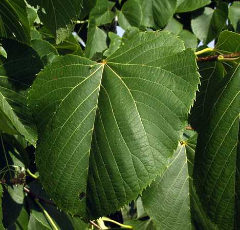 Tilia americana var. americana image