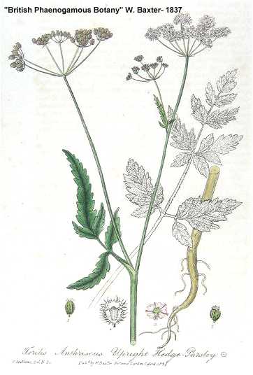 Torilis japonica image