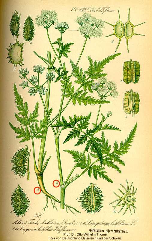 Torilis japonica image