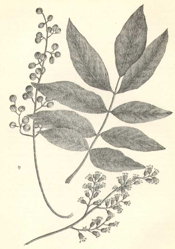 Toxicodendron vernix image