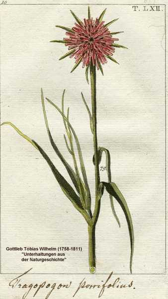 Tragopogon porrifolius image
