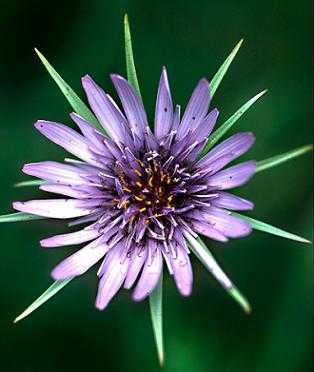 Tragopogon porrifolius image