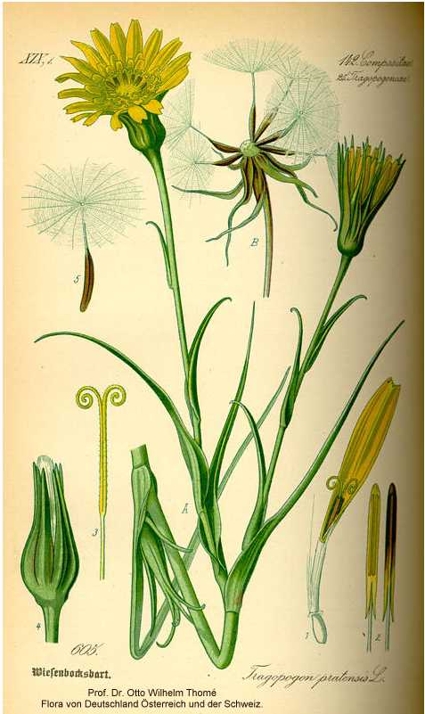 Tragopogon pratensis image