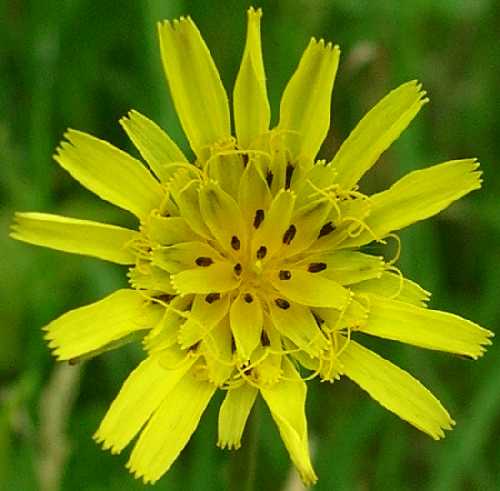 Tragopogon image