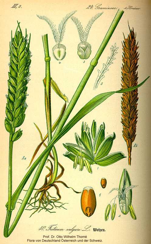 Triticum aestivum image