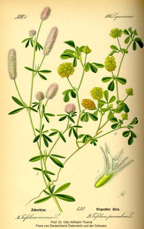 Trifolium arvense image