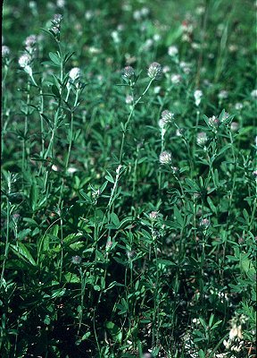 Trifolium arvense image