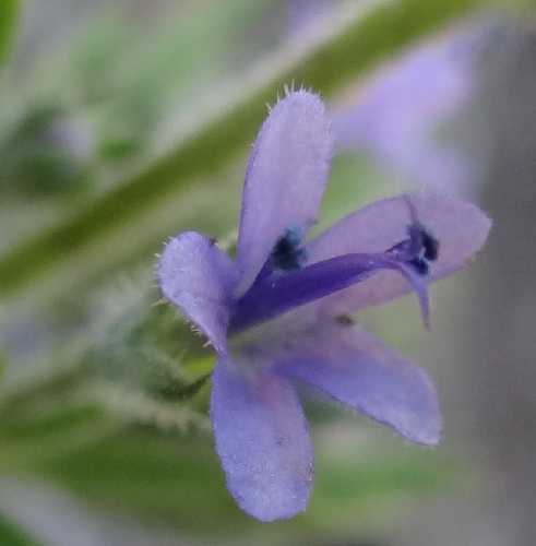 Trichostema brachiatum image