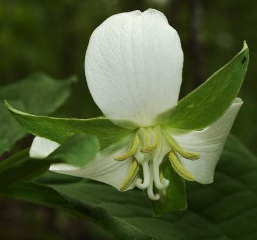 Trillium flexipes image