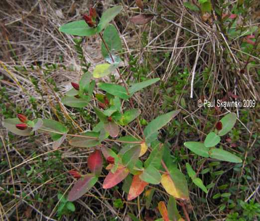 Triadenum fraseri image