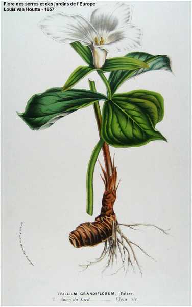 Trillium grandiflorum image