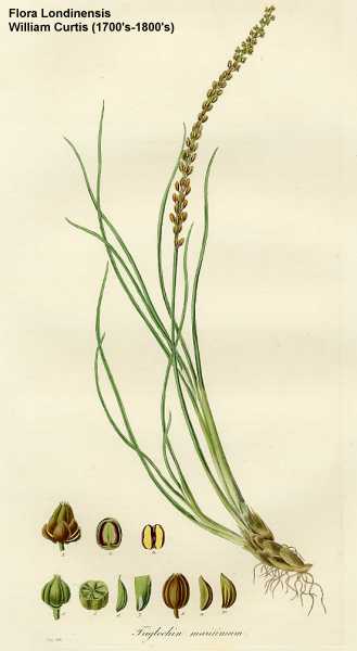 Triglochin maritima image