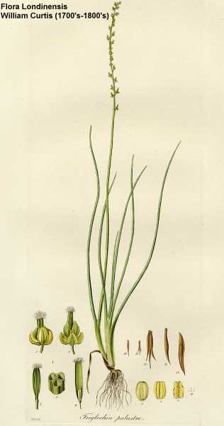 Triglochin palustris image