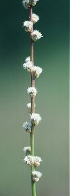 Triglochin palustris image