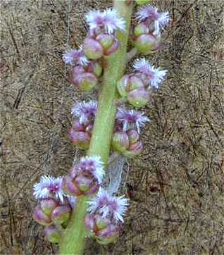 Triglochin palustris image
