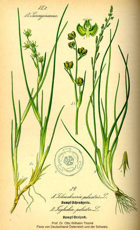 Triglochin palustris image