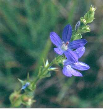 Triodanis perfoliata image