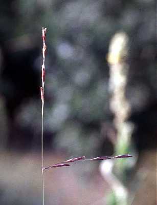 Triplasis purpurea image
