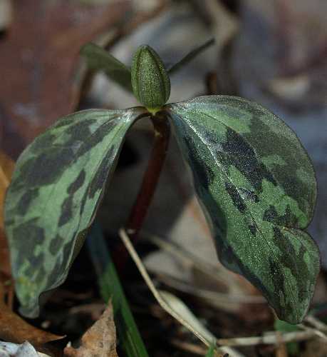 Trillium recurvatum image