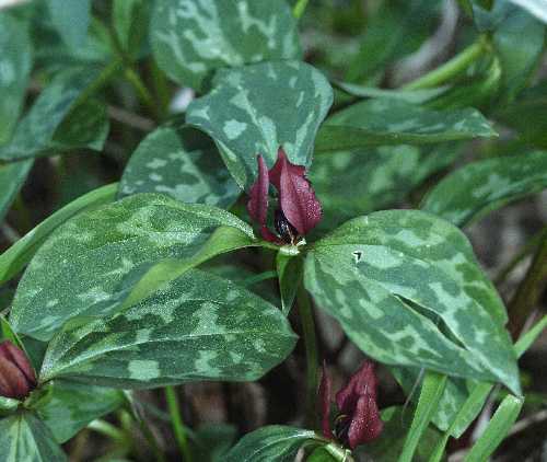 Trillium recurvatum image