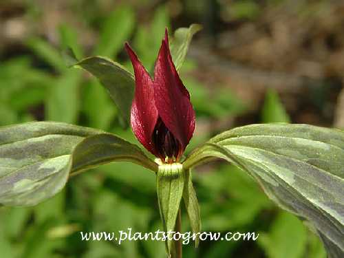 Trillium recurvatum image