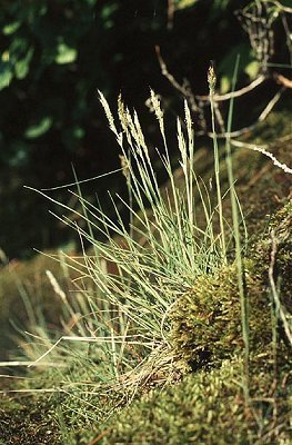 Trisetum spicatum image