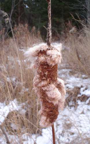Typha latifolia image