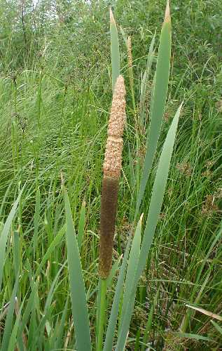 Typha latifolia image