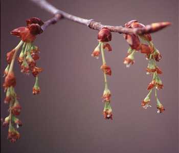 Ulmus americana image