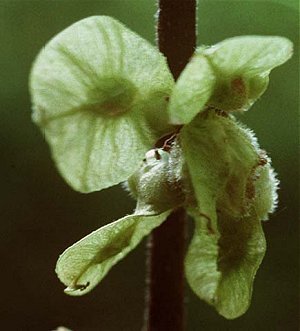 Ulmus americana image