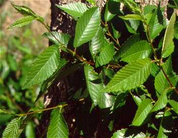 Ulmus pumila image